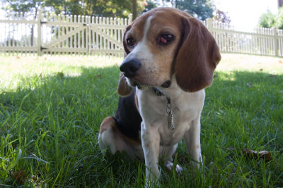 Dogs-19.jpg