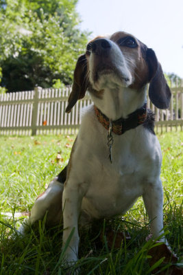 Dogs-20.jpg