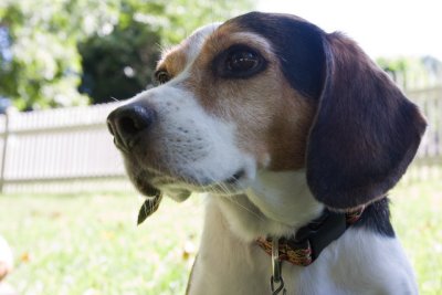 Dogs-21.jpg
