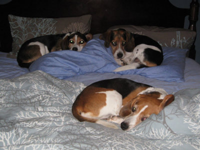 Dogs-23.jpg