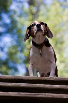 Dogs-24.jpg