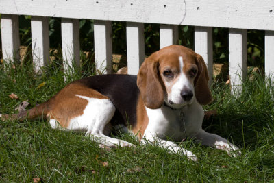 Dogs-27.jpg