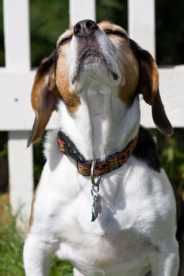 Dogs-30.jpg