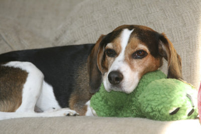 Dogs-6.jpg