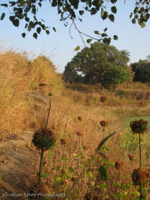 Bandhavgarh National Park-237.jpg