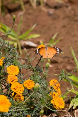 Bandhavgarh National Park-358.jpg