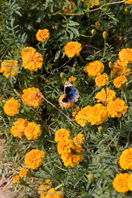 Bandhavgarh National Park-361.jpg