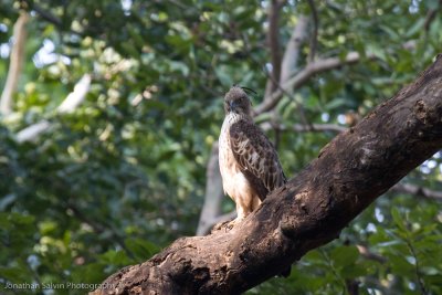 Bandhavgarh National Park-382.jpg