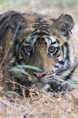 Bandhavgarh Tigers-215.jpg