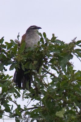 Uganda Birds-34.jpg