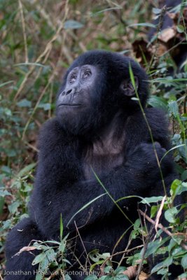 Bwindi Mountain Gorilla-142.jpg