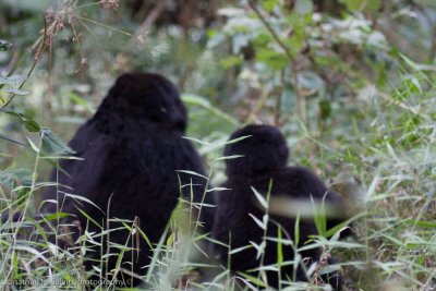 Bwindi Mountain Gorilla-146-Edit.jpg