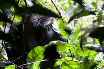 Bwindi Mountain Gorilla-309.jpg