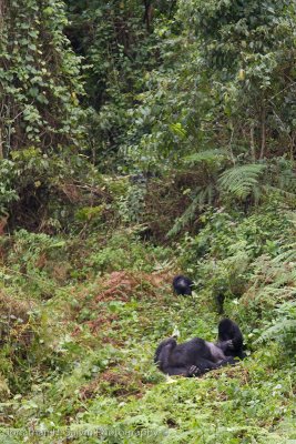 Bwindi Mountain Gorilla-405.jpg