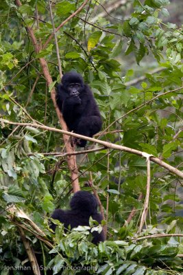 Bwindi Mountain Gorilla-491.jpg