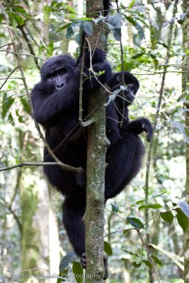 Bwindi Mountain Gorilla-616.jpg