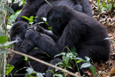 Bwindi Mountain Gorilla-710.jpg