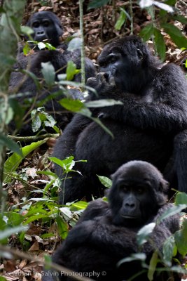 Bwindi Mountain Gorilla-722.jpg