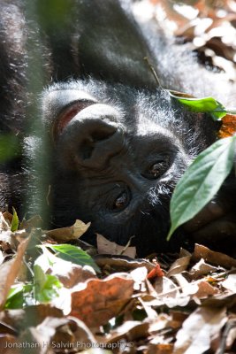 Bwindi Mountain Gorilla-728.jpg