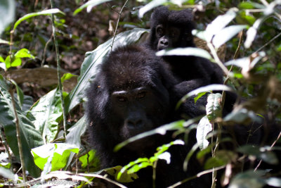 Bwindi Mountain Gorilla-753.jpg