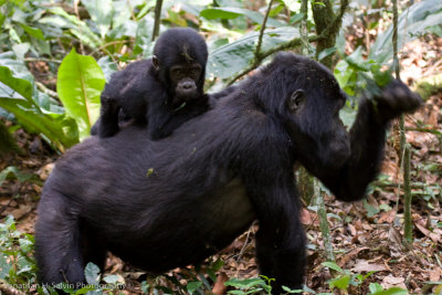 Bwindi Mountain Gorilla-776.jpg