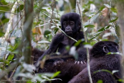 Bwindi Mountain Gorilla-827.jpg