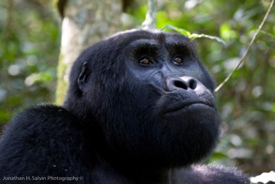 Bwindi Mountain Gorilla-870.jpg