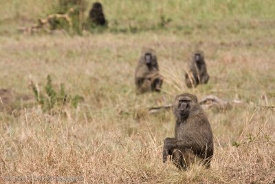 Uganda Animals-1256.jpg
