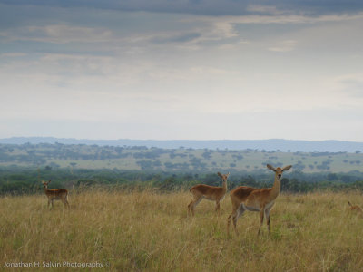 Uganda Animals-980.jpg