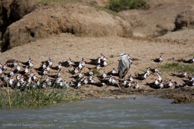 Uganda Birds-107.jpg