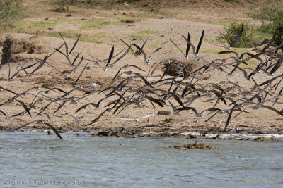 Uganda Birds-109.jpg