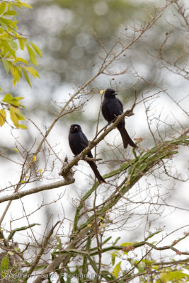 Uganda Birds-65.jpg