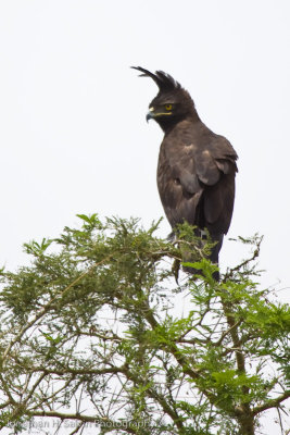 Uganda Birds-84.jpg