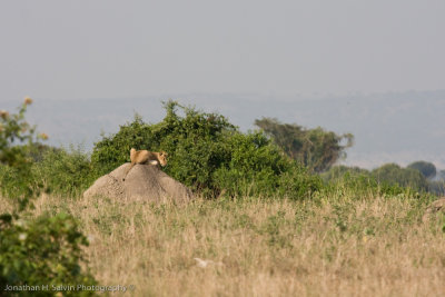 Uganda Lion-16.jpg