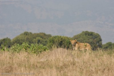 Uganda Lion-45.jpg