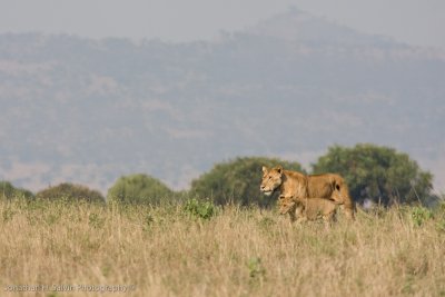 Uganda Lion-70.jpg