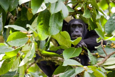 Kibale Chimpanzee-103.jpg