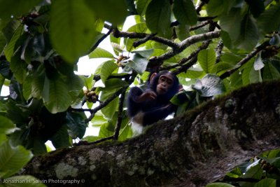 Kibale Chimpanzee-169.jpg