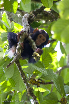 Kibale Chimpanzee-176.jpg