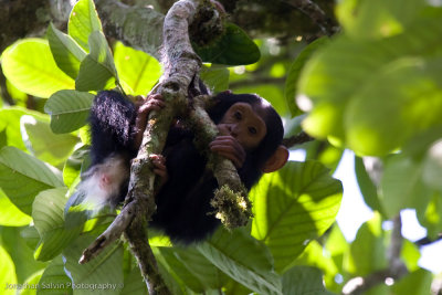 Kibale Chimpanzee-179-Edit-NR_filtered.jpg