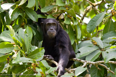 Kibale Chimpanzee-89.jpg