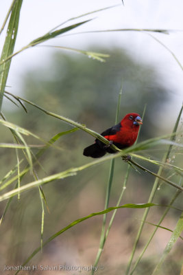 Uganda Birds-127.jpg