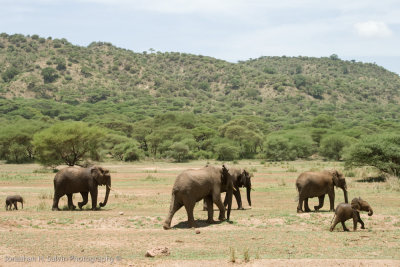 Tanzania Animals-37.jpg