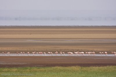Tanzania Birds-1.jpg
