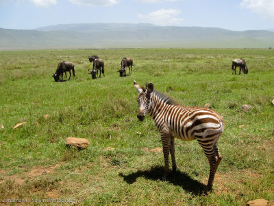 Tanzania Animals-147.jpg