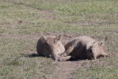 Tanzania Animals-64.jpg