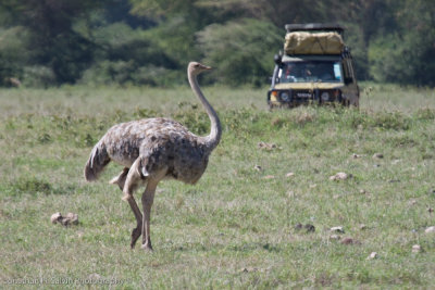 Tanzania Birds-25.jpg