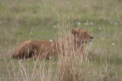 Tanzania Lion-12.jpg