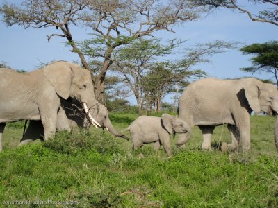 Tanzania Animals-297.jpg