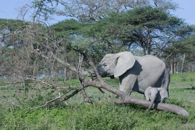 Tanzania Animals-304.jpg
